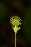 Spring avens