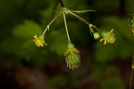 Spring avens