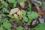 Spring avens