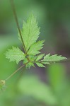 Spring avens