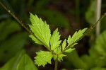 Spring avens