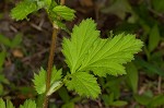 Spring avens