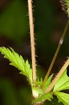 Spring avens