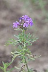 Dakota mock vervain