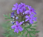 Dakota mock vervain