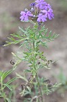 Dakota mock vervain