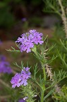 Dakota mock vervain