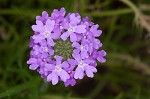 Dakota mock vervain