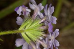 Dakota mock vervain