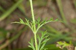 Dakota mock vervain