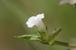 Roundfruit hedgehyssop