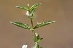 Roundfruit hedgehyssop