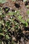 Roundfruit hedgehyssop