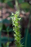 Waterspider bog orchid