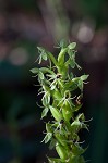 Waterspider bog orchid