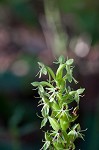 Waterspider bog orchid