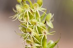 Waterspider bog orchid