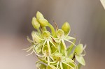 Waterspider bog orchid