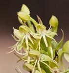 Waterspider bog orchid