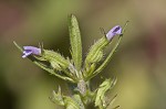 Rough false pennyroyal