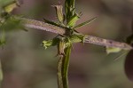 Rough false pennyroyal