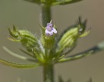 Rough false pennyroyal