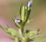 Rough false pennyroyal