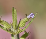 Rough false pennyroyal