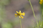 Bitterweed <BR>Bitter sneezeweed