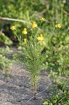 Bitterweed <BR>Bitter sneezeweed