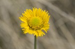 Southeastern sneezeweed