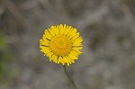 Southeastern sneezeweed