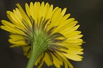 Southeastern sneezeweed