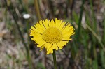 Savannah sneezeweed