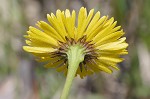 Savannah sneezeweed