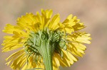 Savannah sneezeweed