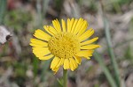 Savannah sneezeweed