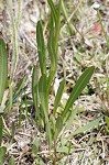 Savannah sneezeweed