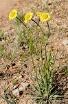 Savannah sneezeweed