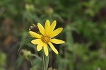 Woodland sunflower