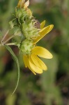 Woodland sunflower