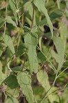 Woodland sunflower