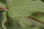 Woodland sunflower