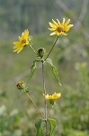 Woodland sunflower