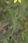 Woodland sunflower