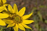 Giant sunflower