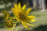 Giant sunflower