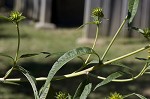 Giant sunflower