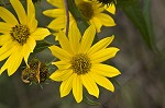 Giant sunflower