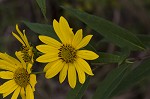 Giant sunflower